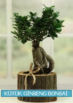 Ktk aa ierisinde ginseng bonsai Batkent nternetten iek siparii 