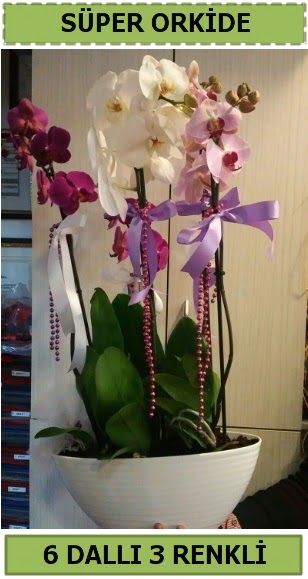 6 dall 3 renk zel vazoda orkide iei Demetevler Oran 14 ubat sevgililer gn iek 