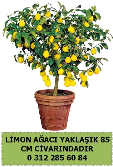 Limon aac bitkisi Demetevler Oran 14 ubat sevgililer gn iek 