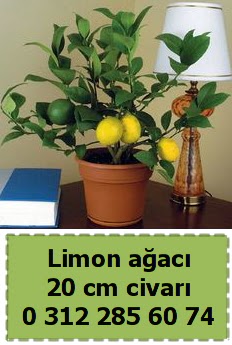 Limon aac bitkisi Macunky sevgilime hediye iek 