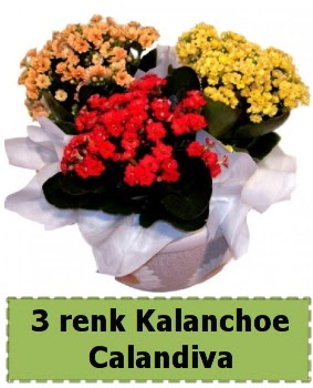 3 renk Kalanchoe Calandiva saks bitkisi Ostim mahallesi internetten iek sat 