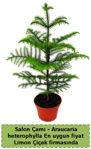 Araucaria heterophylla Salon am tek dall Demetevler Oran 14 ubat sevgililer gn iek 