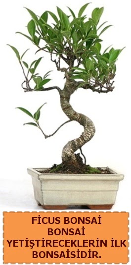 Ficus bonsai 15 ile 25 cm arasndadr Batkent iek gnderme 