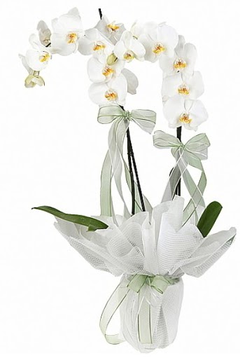 ift Dall Beyaz Orkide Yeni bat mahallesi , ieki , iekilik 