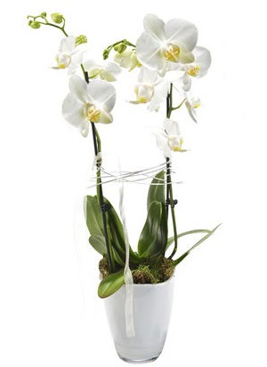 2 dall beyaz seramik beyaz orkide sakss Batkent nternetten iek siparii 