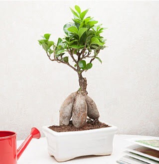 Exotic Ficus Bonsai ginseng Elvankent online iek gnderme