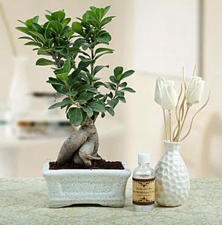 Ginseng ficus bonsai akrlar iek yolla , iek gnder 