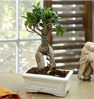 Marvellous Bonsai ginseng Batkent yurtii iek siparii 