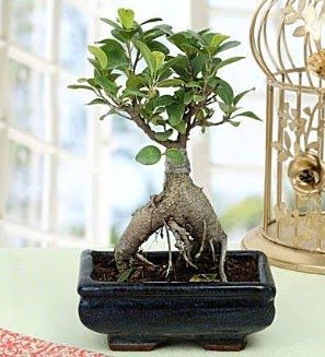 Appealing Ficus Ginseng Bonsai Yeni bat mahallesi , ieki , iekilik 