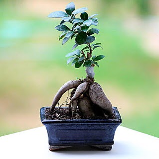 Marvellous Ficus Microcarpa ginseng bonsai vedik gvenli kaliteli hzl iek 