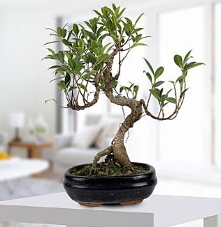 Gorgeous Ficus S shaped japon bonsai Uur mumcu mahallesi iek sat 