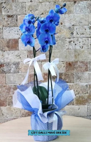 ift dall ithal mavi orkide Batkent iek gnderme 