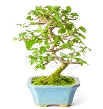 S zerkova bonsai ksa sreliine Etimesgut cicekciler , cicek siparisi 