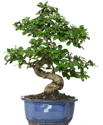 21 ile 25 cm aras zel S bonsai japon aac Macunky sevgilime hediye iek 