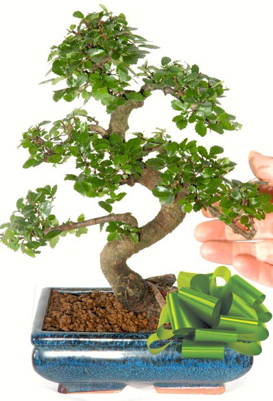 Yaklak 25 cm boyutlarnda S bonsai Batkent yurtii iek siparii 