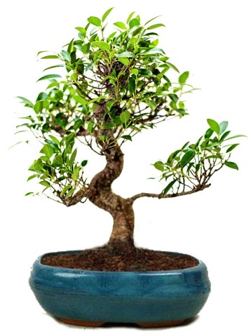 25 cm ile 30 cm aralnda Ficus S bonsai Batkent nternetten iek siparii 