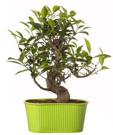 Ficus S gvdeli muhteem bonsai Batkent yurtii iek siparii 