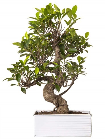 Exotic Green S Gvde 6 Year Ficus Bonsai Batkent nternetten iek siparii 