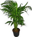 Elvankent online iek gnderme Areca palm  